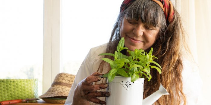 senior woman with a smile holds in her hands a watering can as a pot for a mint plant gardening at home in summerwellness...