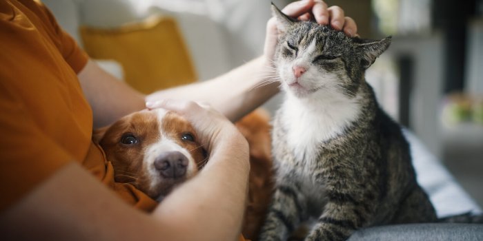 Ces 7 soins du quotidien a donner a votre animal avant d-aller chez le veterinaire