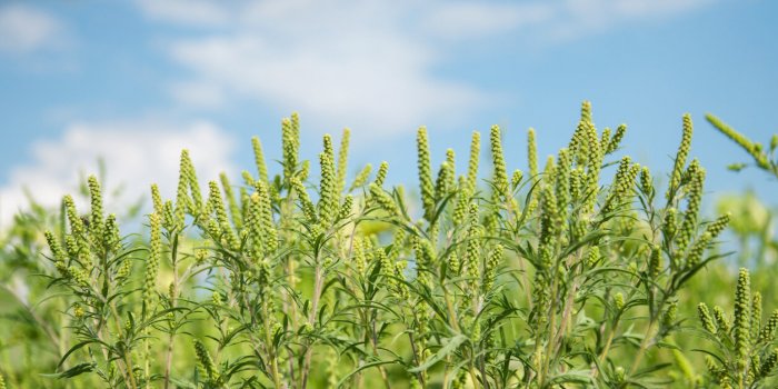 Allergie : alerte rouge a l-ambroisie dans 12 departements