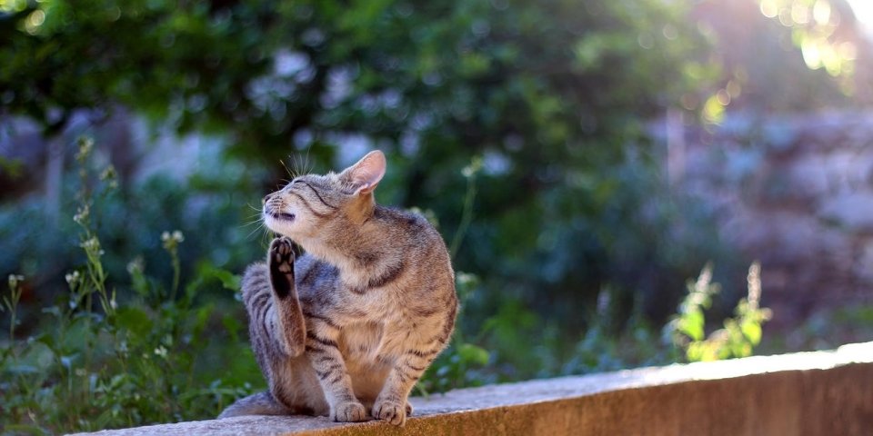 Piqure De Puce Comment Soulager Son Chat